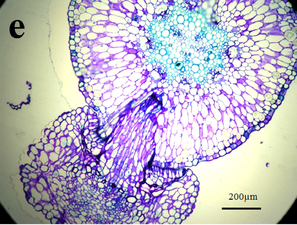 â€œSpearâ€ and â€œShieldâ€ Plant Parasitization and Pathogenic Response