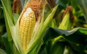 Maize Lethal Necrosis Disease: an Emerging Problem for Maize Production in Eastern Africa