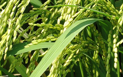 Analysis of Genetic Relationships between Seed Nutrient Traits and Plant Agronomic Traits in Indica Rice (Oryza Sativa L.)