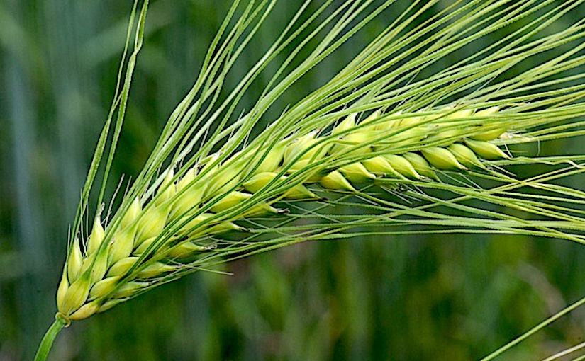 Enrichment of Fe Density in Barley (Hordeum vulgare) Grain with Iron Foliar Application