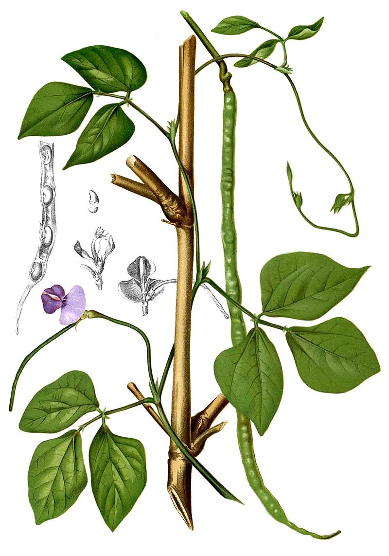 Physiological Effects of Ascorbic and Gallic Acids on Growth and Metabolic Activities of Cowpea (Vigna unguiculata L.) Plants