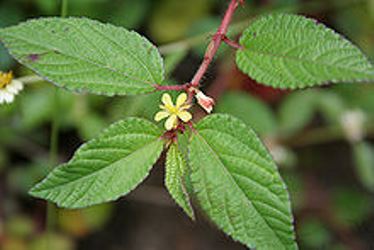 A Comparative Study of Host Response against Macrophomina phaseolina Infection in Sensitive and Resistant Jute (Corchorus sp) Species Unravels a Possible Defense Mechanism