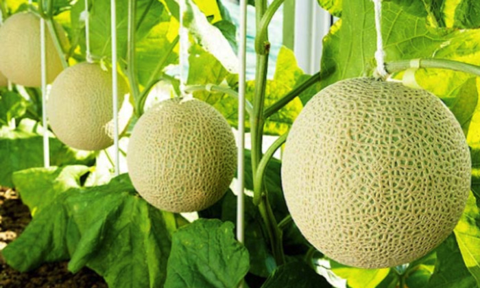 Disease Progression and Productivity of Melon Plants with Different Cultural Management Techniques
