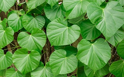 Guduchi: Its Medicinal Properties