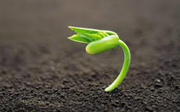 Exploring the Scope of Medicinal Plants to Save Lives