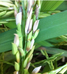 In-Soil or Residue Survival of Burkholderia glumae, Causal for Bacterial Panicle Blight in Rice