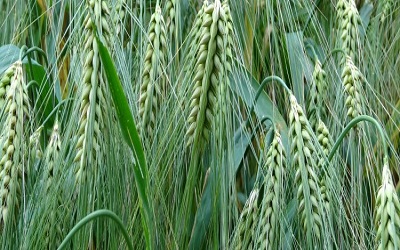 Comparative Study of Salinity Effect on Some Tunisian Barley Cultivars at Germination and Early Seedling Growth Stages