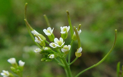 Elucidation of an Array of Nitrate Transporter Paralogs in Arabidopsis Thaliana Genome