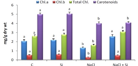 The Ameliorative Effects of Silicon on Salt-Stressed Sorghum Seedlings and Its Influence on the Activities of Sucrose Synthase and PEP Carboxylase