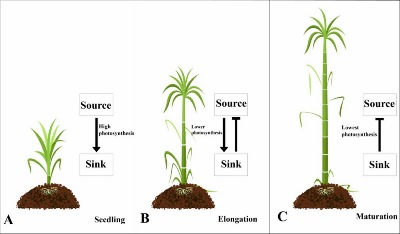 Sucrose Metabolism and Regulation in Sugarcane