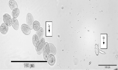 Effectiveness of Essential Oils Mixtures Based on Soy Emulsifier Against Powdery Mildew on Zucchini Plants