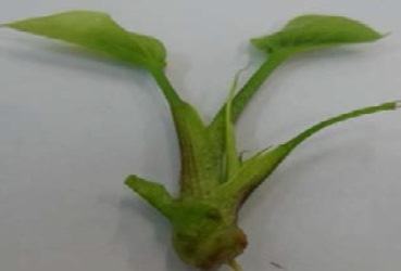 Interaction Between Strigolactone and Cytokinin on Axillary and Adventitious Bud Development in Zantedeschia