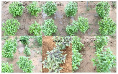 Selection of Dwarf and Compact Morphotypes of Sweet Basil for High Density Plantation