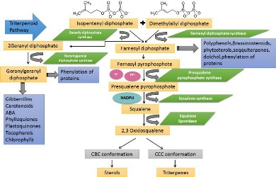 An Overview of Triterpenoid Biosynthesis in Plants and Structural Depiction of Gymnemasides and Gymnemosides from Gymnema Sylvestere