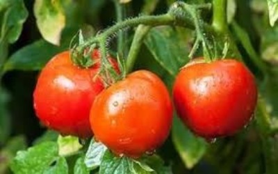 Induced Abiotic Stress: Prospects for Powdery Mildew Resistance in Tomato Plants