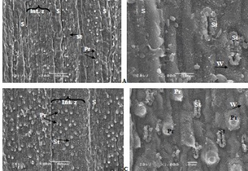 Leaf Blade Micromorphology and the Silicon Content in Phragmites Australis (Poaceae) are Correlated with Water Balance in the Environment