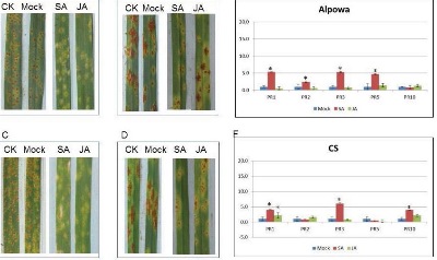 Fine-Tuning of PR Genes in Wheat Responding to Different Puccinia Rust Species