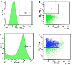 The Pollen Story of Brassica juncea, Indian Mustard: In vitro Pollen Germination, Pollen Tube Growth and Viability Assessment