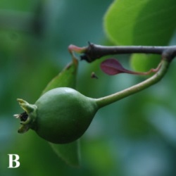 Study on Morphological Differentiation and Characteristics of Flower Bud in ‘Danhua’ Pear