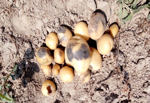 Management of Late Blight of Potato through Fungicides