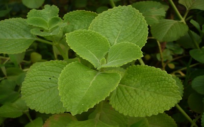 Leaf Variegation Alters in Antioxidant Activity and Phenolic CompoundsConcentration of Indian Borage (Plectranthus amboinicus)