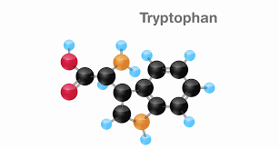 Tryptophan Metabolism
