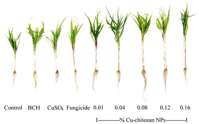 Chitosan for Potted plants