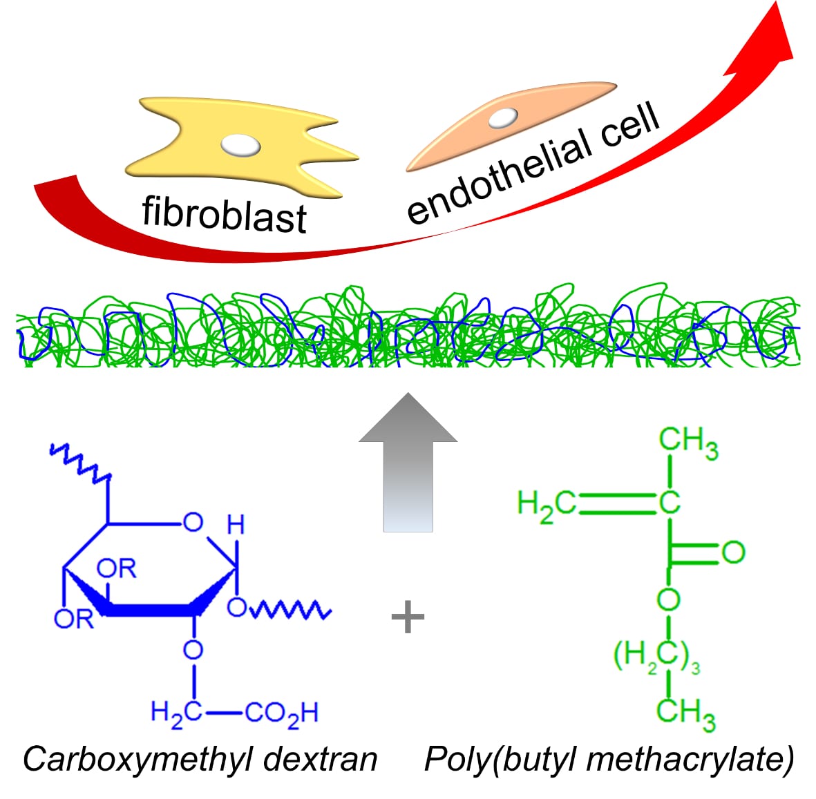 Poly(Butyl Methacrylate) and Carboxymethyl Dextran Copolymers: Synthesis, Mechanical and Anti-Adhesive Properties