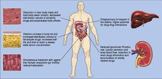 Pharmacokinetics in Older Adults