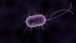 Helicobacter Pylori Digestive and Extra digestive Pathologies Collected in Democratic Republic of the Congo