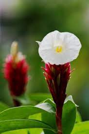 Bio evaluation of the Effect of Costus speciosus Koen Extracts on Chemically Induced Jaundice in Albino Rats