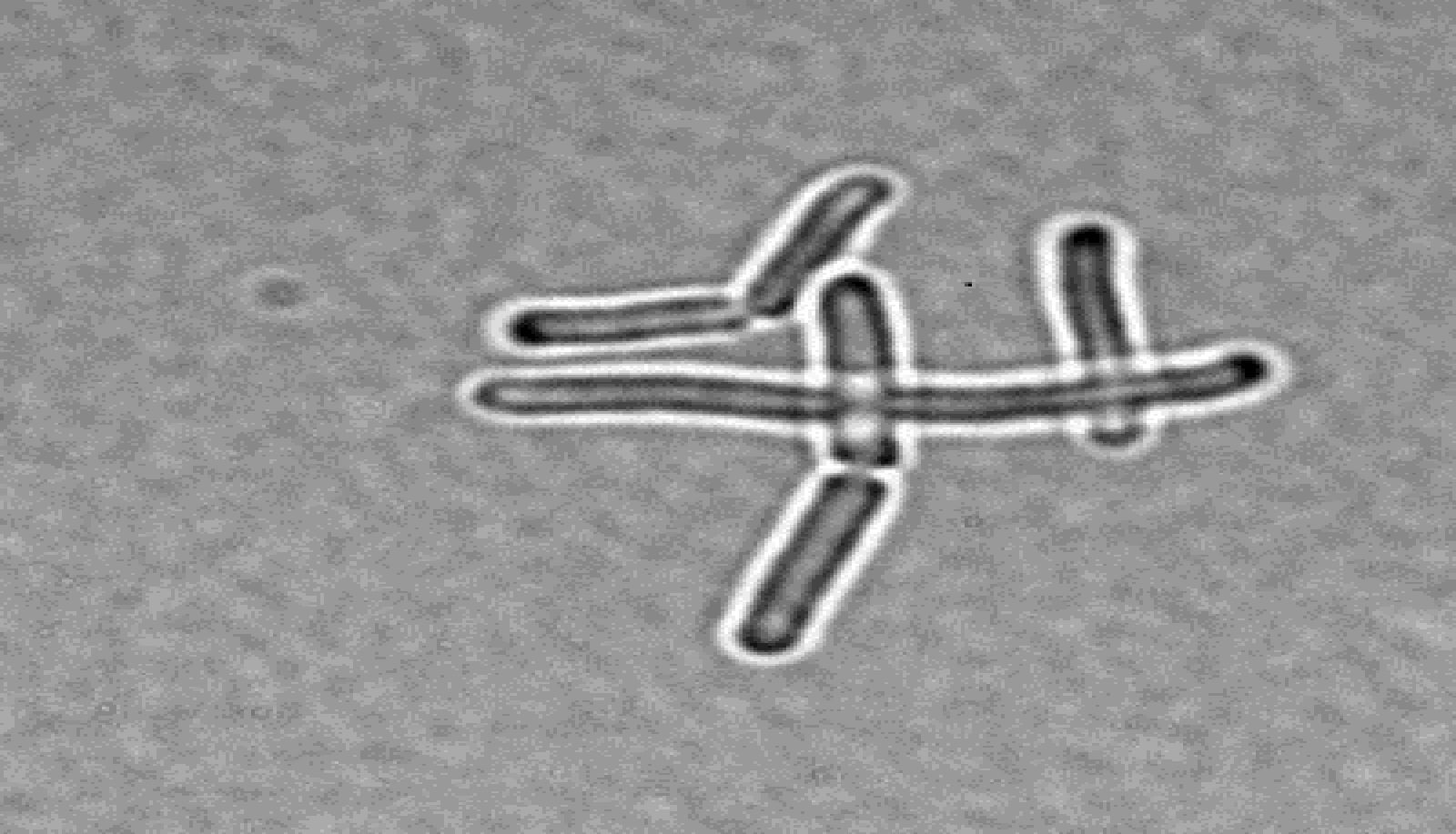 Evaluation of Nanoparticles as Carrier for Bacillus Stearothermophilus Spore Preservation in Bioindicator System