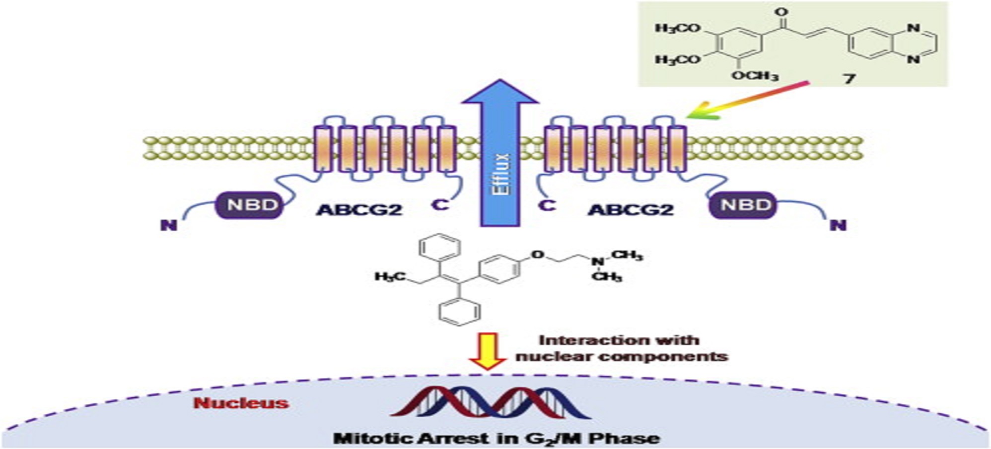 High-Throughput Structure-Based Drug Design of Chalcones Scaffolds as Dual Inhibitor of Cyclooxygenase-2 and Microsomal Prostaglandin E Synthase-1