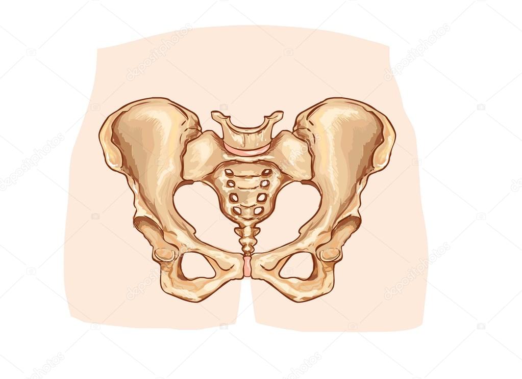 Pelvic Gridle