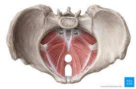 Impact of Pelvic Floor Muscle Training on Women with Stress