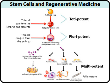 Stem Cells and Regenerative Medicine