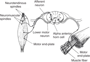 Tissue Engineering Approaches for Motor Neuron Pathway Regeneration