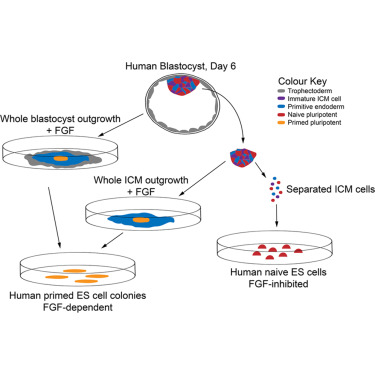 Human Stem Cell Derivatives Retain More Open Epigenomic Landscape When Derived from Pluripotent Cells than from Tissues