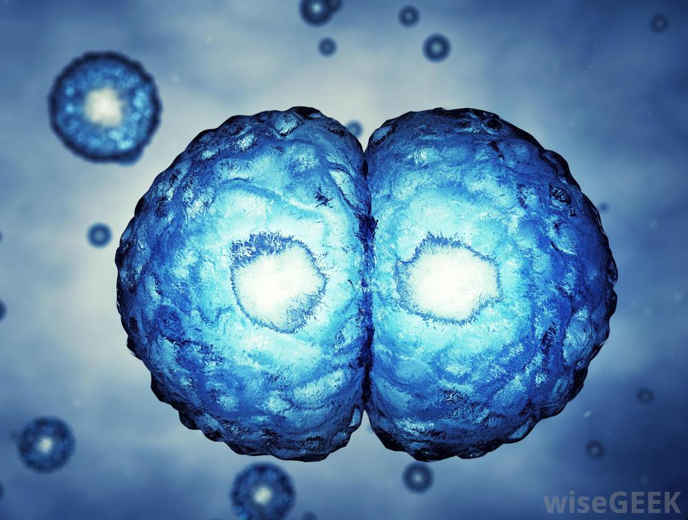 Comparison of Vitronectin and Fibronectin as Substrates during the Culture of Human Embryonic Stem Cells