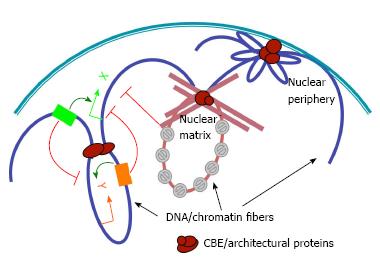 Chromatin Topology and Long- Range Genomic Interactions