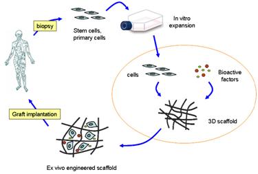 2-D Graphene and Derivatives- Based Scaffolds in Regenerative Medicine: Innovative Boosters Mimicking 3-D Cell Microenvironment