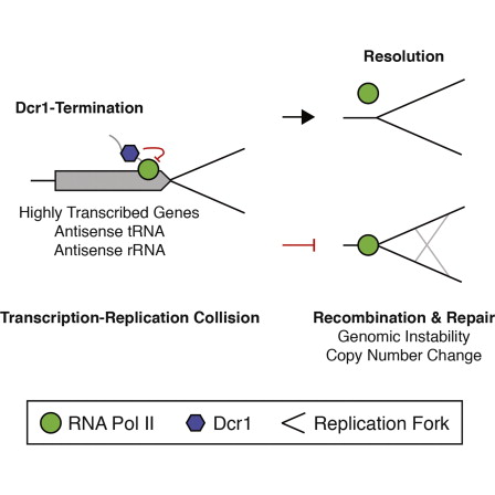 Targeted MicroRNA Interference Promotes Postnatal
Cardiac Cell Cycle Re-Entry