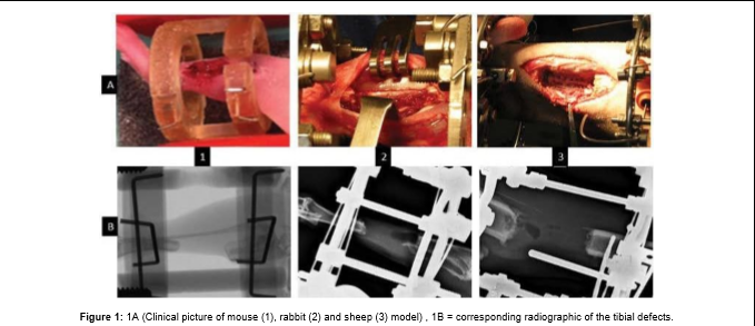 A Flowchart for the Translational Research of CellBased Therapy in the Treatment of Long Bone Defects
