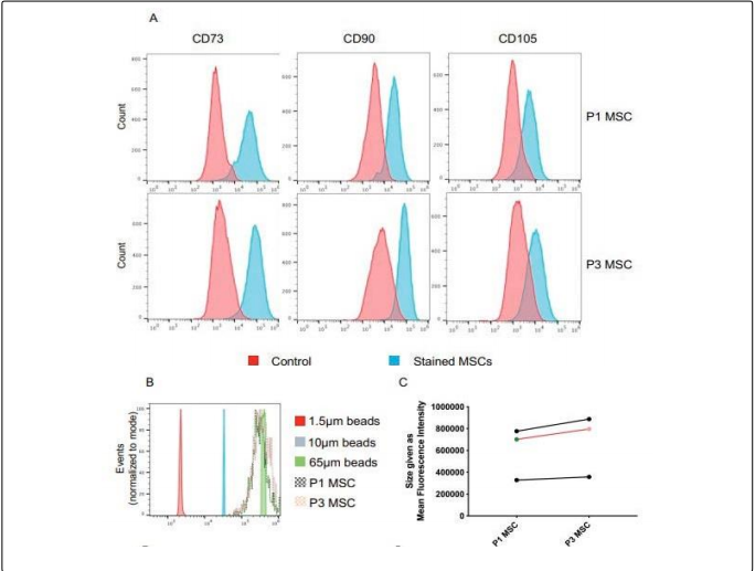 Stress Fiber Formation, Mitochondrial Morphology and Membrane Properties of Human Mesenchymal Stem Cells Cultured in Plastic Adherence or  in Spherical Aggregates