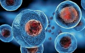 The Culture of Human Embryonic Stem Cells