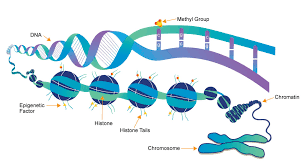 Stem Cell Epigenetics