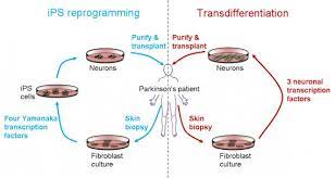 Cell replacement medical care