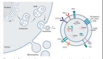 Regenerative Exosomes: A Theragnostic Repository