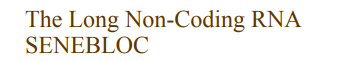 The Long Non-Coding RNA SENEBLOC