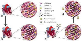 Effect of Dispose-Derived-StemCells Engraftment in Restoring Erectile Function Have Shown Erectile Dysfunction